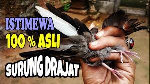 Perkutut Katuranggan Surung Drajat Raja Wana Dan Cemani Dalam Satu Burung Kalam Wadi Youtube