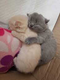 Yavru Kediler Cute Kittens Yavru Kediler Sevimli Kedi Yavrulari
