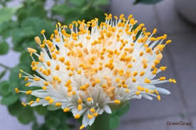 マユハケオモト ハエマンサス の育て方 植え替えや株分けの方法は Horti ホルティ By Greensnap