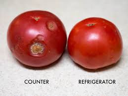 Of course, they are then best used in recipes that require cooking the tomatoes—know that these won't look so great in a tomato salad. How To Store Tomatoes And Whether To Refrigerate Them
