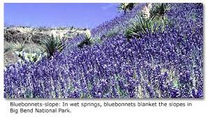 Here many species are at the extreme limits of their ranges. Desert Treasures At Big Bend Np