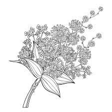Vector Bouquet Of Outline Mimosa Or Acacia Dealbata Or Silver Wattle Flower And Leaves In Black Isolated On White Backgroun White Background Flowers Background
