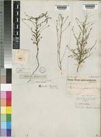 Image result for Phyllanthus parvulus