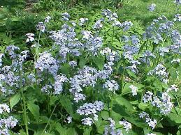Bunga forget me not, mungkin bukan merupakan bunga yangs sedang hits saat ini. Brassicaceae Wikipedia Bahasa Indonesia Ensiklopedia Bebas