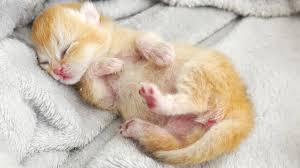 Newborn Kitten Trembles In A Dream Near Mom Cat Youtube