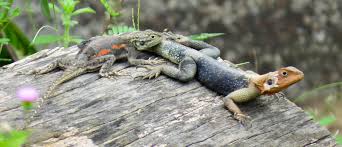 Image result for Monotes africanus