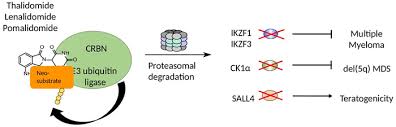 Скит скит намбер ван чит. Chemical Inactivation Of The E3 Ubiquitin Ligase Cereblon By Pomalidomide Based Homo Protacs Protocol Translated To German