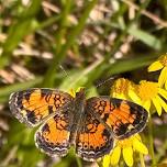 Gardening for Wildlife