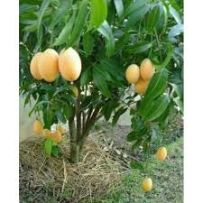 Mengkudu bukanlah buah yang aneh di indonesia. Pokok Kundang Madu Ready Stock Shopee Malaysia