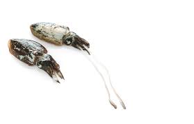 La Seiche Gerald Passedat Le Petit Nice Poisson Mediterranee C Richardhaughton Fish Sea Animals