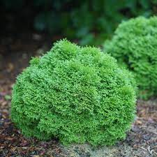 Arborvitae are one of our most popular selling evergreens for good reason. Tater Tot Arborvitae Thuja Occidentalis Proven Winners