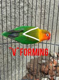 Euwing Mutations Fischer Lovebird Lovebird Breeding Tips