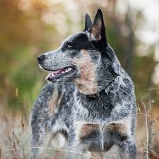 Jan wesen has a great website filled with herding training articles and more information about her and her dogs! Australian Cattle Dog Geschichte Wesen Und Charakter Erziehung