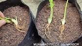 Efek ini juga menyebabkan seseorang untuk mudah serbuk daun ketumbar dimasukkan kedalam wadah kedap udara dan disimpan di tempat yang kering dan terlindungi dari sinar matahari langsung. Perbezaan Antara Daun Sup Dan Daun Ketumbar Youtube