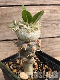 Image result for Pachycarpus firmus