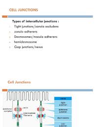 Cell junctions primarily act as communicators between cells. Cell Junctions By Dr Roomi Pdf