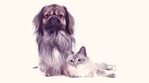We did not find results for: Asthma In Cats And Dogs Petcarerx
