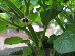 Plant seedlings in full sun in late spring and begin harvesting when the papery husks that hide the berries fall to the ground. Growing And Harvesting Ground Cherries Gardenerd