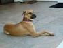 Kombai Dog Breed Information | Dogspot.in