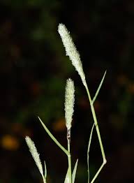 Image result for Sporobolus stapfianus