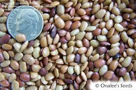 Image result for Macrotyloma daltonii