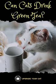 I always drink those international she should not drink coffee. Can Cats Drink Green Tea Actually Yes Upgrade Your Cat