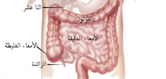 We did not find results for: ÙƒÙ… Ø·ÙˆÙ„ Ø§Ù„Ø£Ù…Ø¹Ø§Ø¡ Ø§Ù„Ø¯Ù‚ÙŠÙ‚Ø© ÙÙŠ Ø¬Ø³Ù… Ø§Ù„Ø¥Ù†Ø³Ø§Ù† Ù…ÙˆØ¶ÙˆØ¹