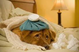 Plus, how to know if your dog has nausea: How To Know Your Dog Is Sick The Dogington Post
