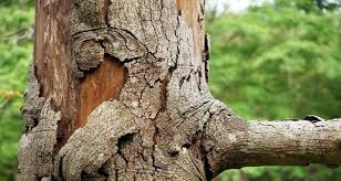 Decision trees are the most susceptible out of all the machine learning algorithms. Estimated Cost Of Tree Pruning And Trimming