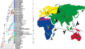 Image result for Viscum bagshawei