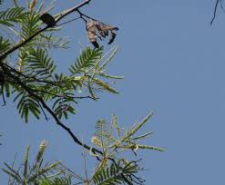 Image result for Acacia polyacantha