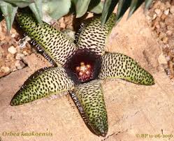 Image result for Hermannia kirkii