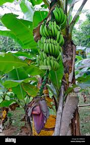Image result for Musa paradisiaca