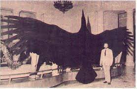 Legendary Thunderbird Photo Big Animals Animals Cryptozoology