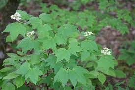 Joey williamson, ©2020 hgic, clemson extension mapleleaf viburnum ( viburnum acerifolium ): Viburnum Acerifolium Maple Leaf Viburnum Mapleleaf Viburnum North Carolina Extension Gardener Plant Toolbox