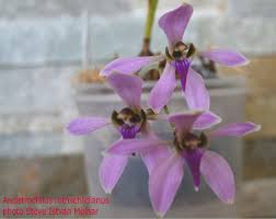 Image result for Anthericopsis sepalosa