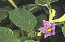 Image result for Solanum campylacanthum 'incanum type'