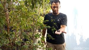 Maybe you would like to learn more about one of these? Pemuda Ponorogo Budidaya Anggur Yang Berbuah Di Batang Penasaran