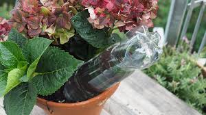 Allerdings brauchen die pflanzen auf der südseite meist auch besonders viel wasser. So Uberleben Pflanzen Den Urlaub Ohne Giessen Ndr De Ratgeber Garten