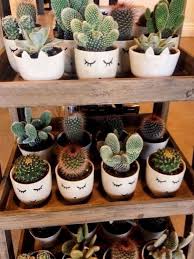 If you have ever wondered how long do cacti live, then you are not alone. How Long Can A Cactus Live Without Water Succulents Network Plantas De Cactos Cactos E Suculentas Suculentas