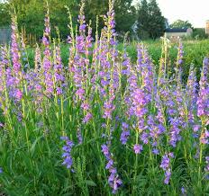 Image result for Penstemon