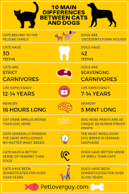 10 Main Differences Between Cats And Dogs Infographic Dog Infographic Dog Cat Dog Health Tips