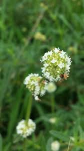 Image result for Spermacoce kirkii