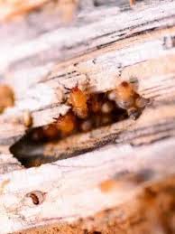 This tells us how widespread the problem is with this type of pest. Termite Treatment So Do You Need A Treatment Thetermiteking Com Au