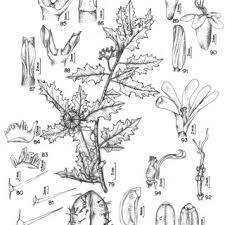 Image result for Paranecepsia alchorneifolia