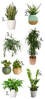 Page 2 Cool Plants Plants Shade Plants