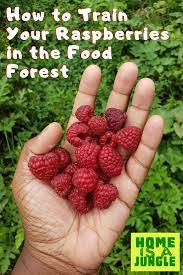 Growing Raspberries At Home Food Forest Growing Raspberries Raspberry Bush