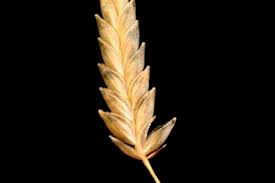 Image result for Eragrostis phyllacantha