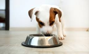 Read ratings and reviews so you can find the right farmina dog food for your pet. 16 Best Large Breed Puppy Foods 2021 Reviews For Your Big Baby