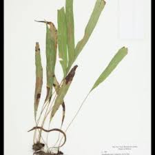 Image result for Elaphoglossum kivuense